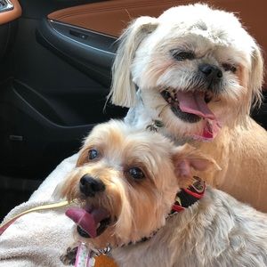 Meet your Posher, Penny